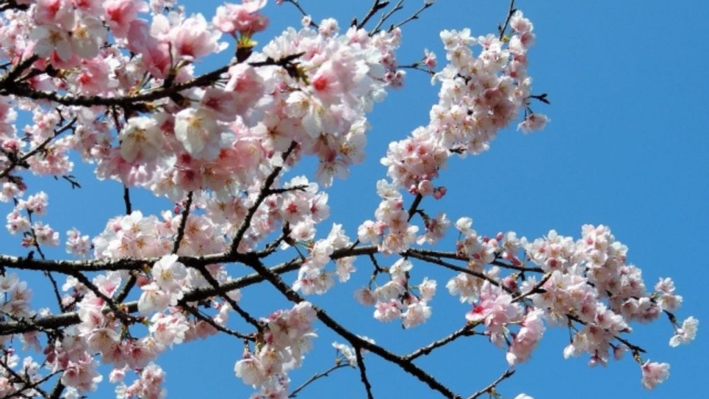 50代のための季節のデート情報 1月〜3月 「早咲き桜デートのススメ」