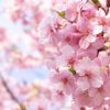 50代のための季節のデート情報 1月〜3月 「早咲き桜デートのススメ」